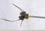 Cyperus glomeratus
