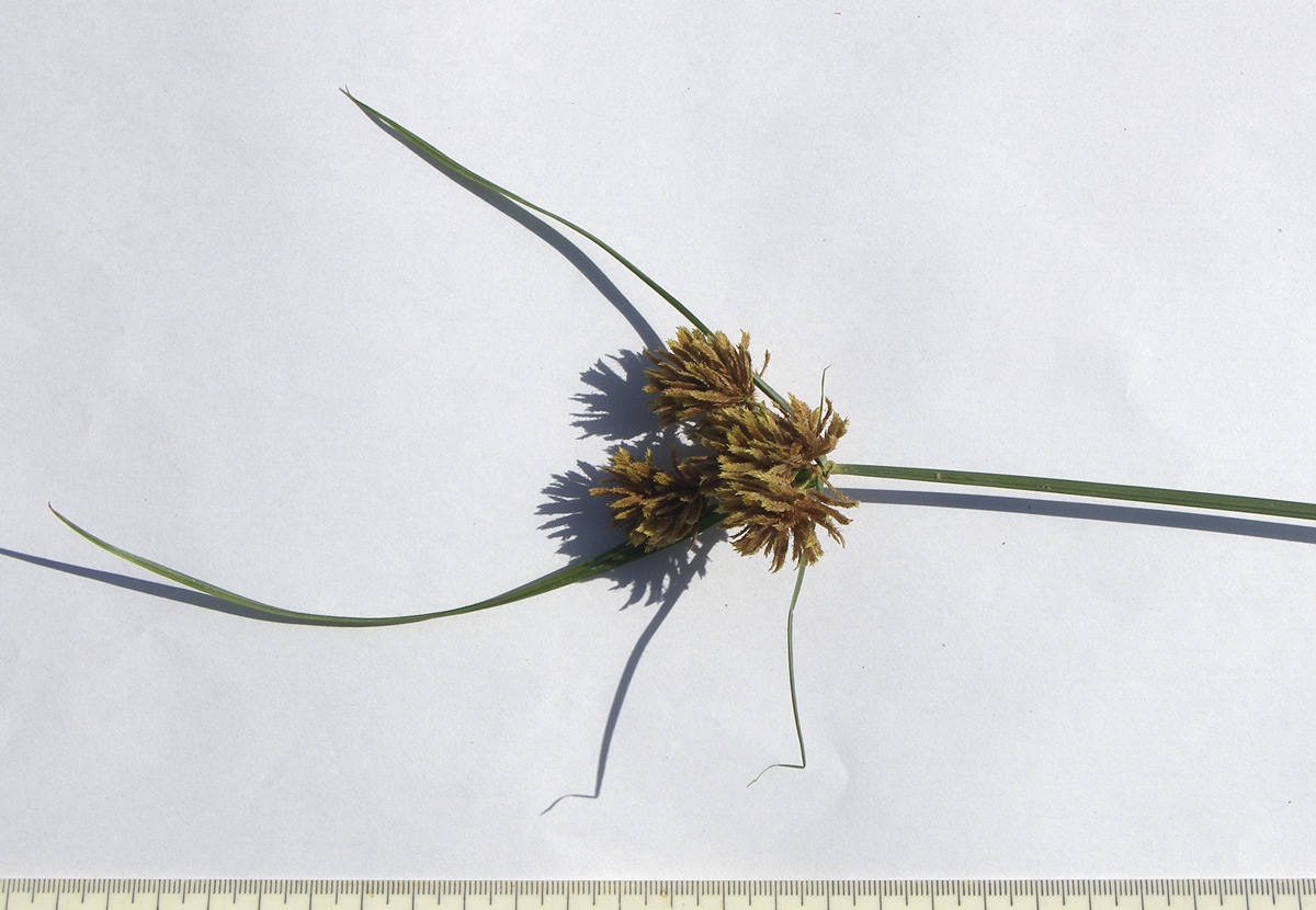 Изображение особи Cyperus glomeratus.