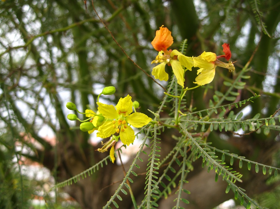 Image of Parkinsonia aculeata specimen.