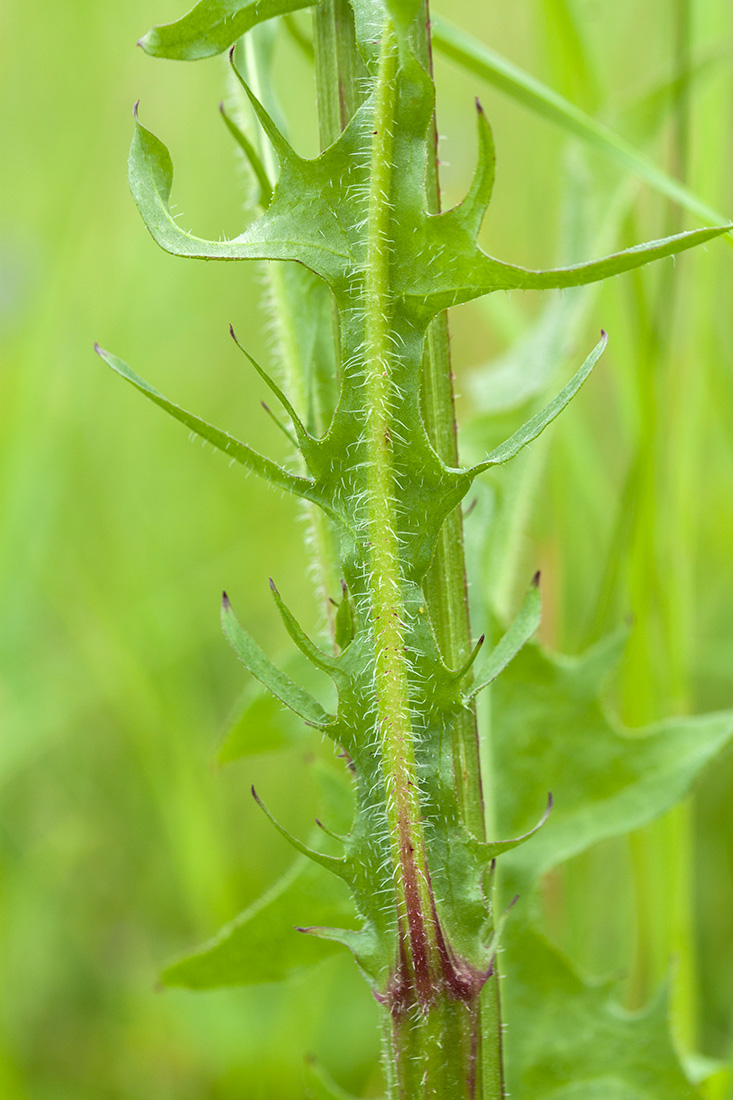 Изображение особи Crepis biennis.