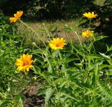 Heliopsis helianthoides subspecies scabra