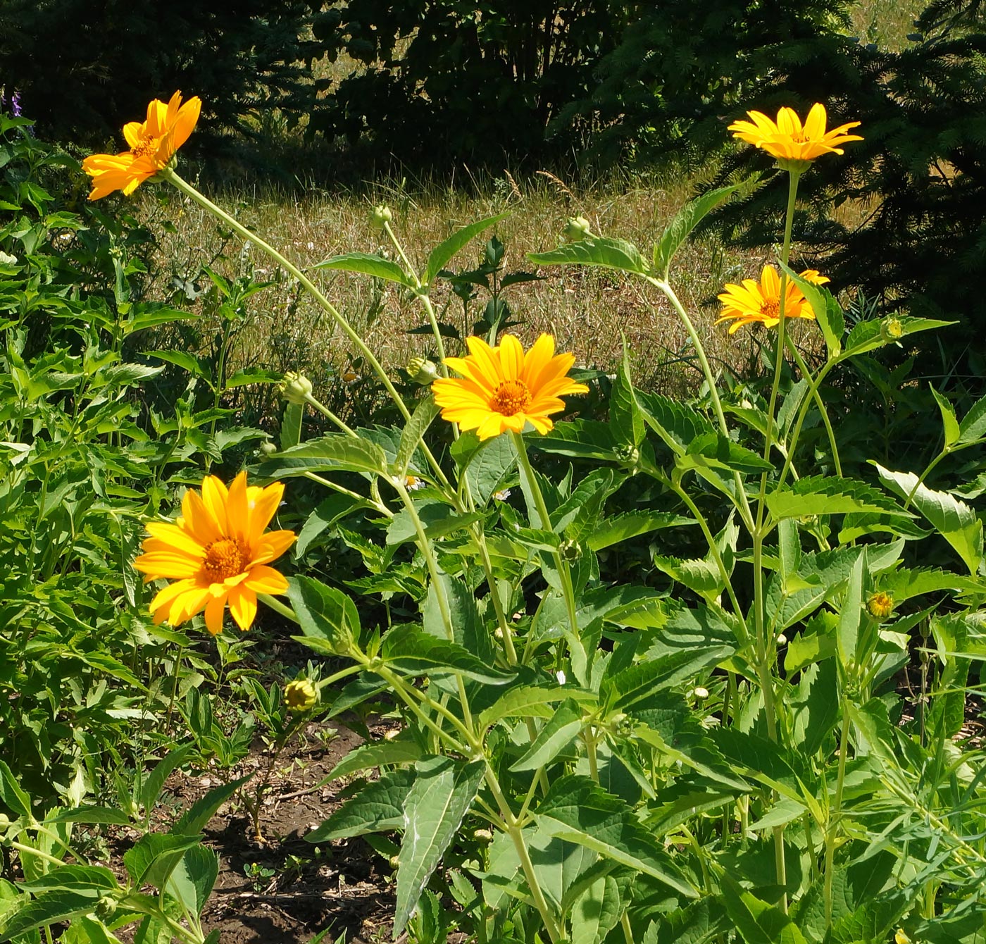 Изображение особи Heliopsis helianthoides ssp. scabra.