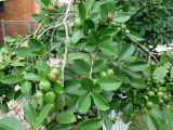 Psidium cattleianum