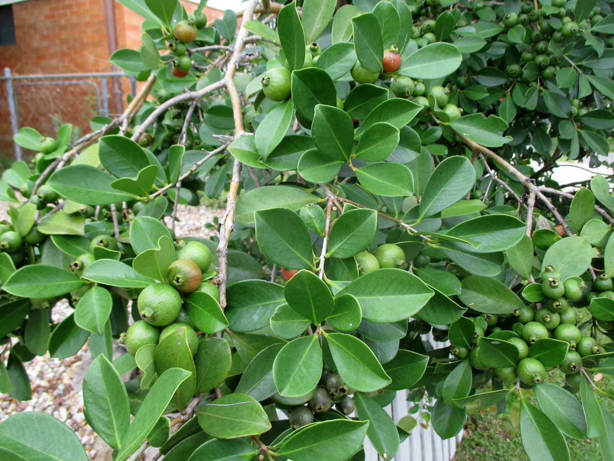 Изображение особи Psidium cattleianum.