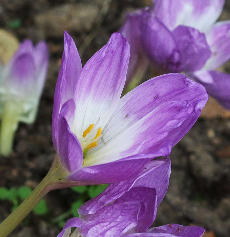 Изображение особи Colchicum speciosum.