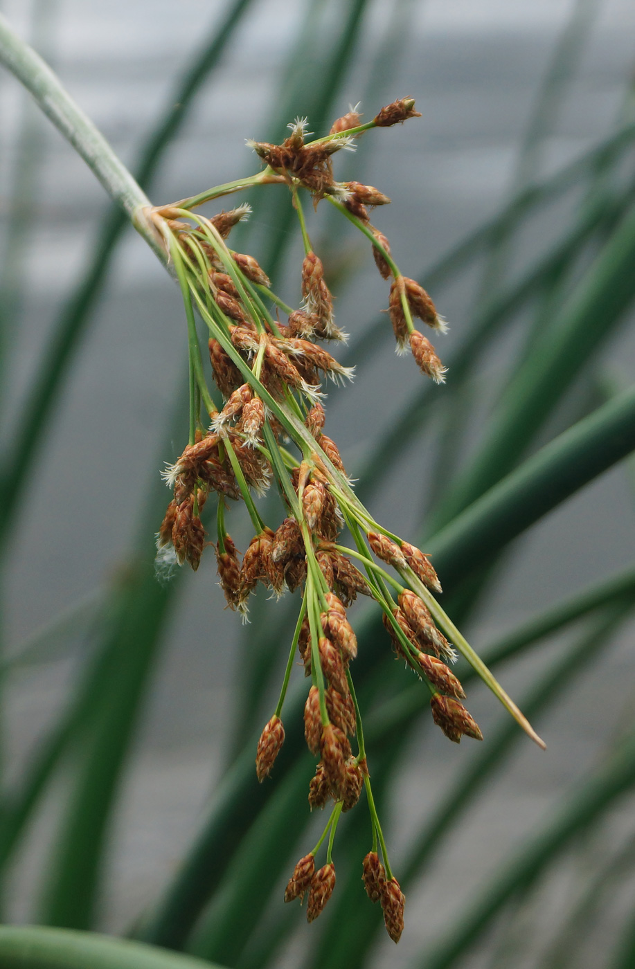 Изображение особи Schoenoplectus lacustris.