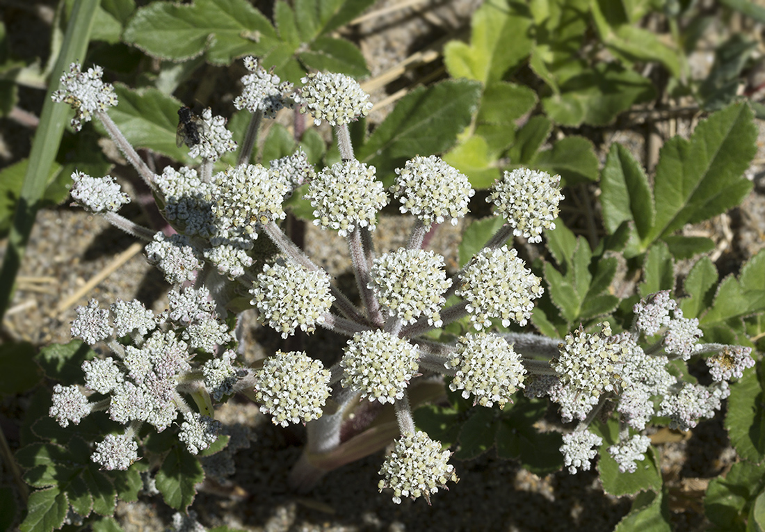 Изображение особи Glehnia litoralis.