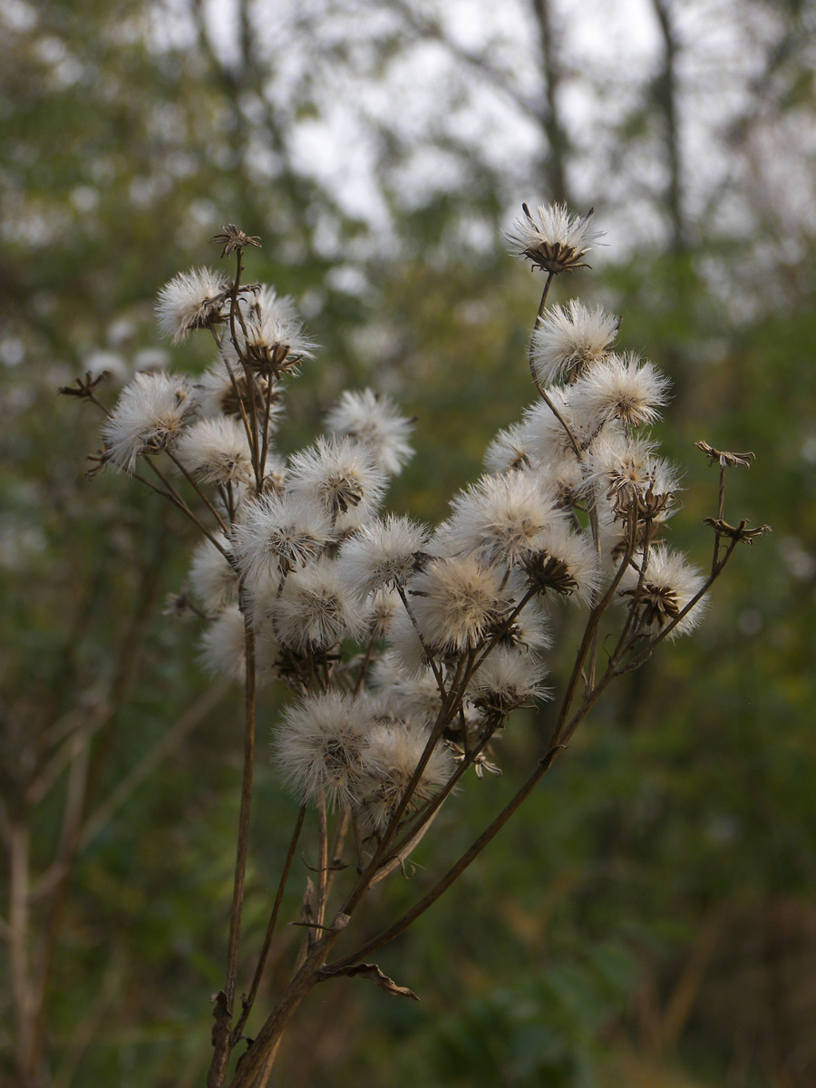 Image of Senecio macrophyllus specimen.