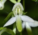 Platanthera × mixta