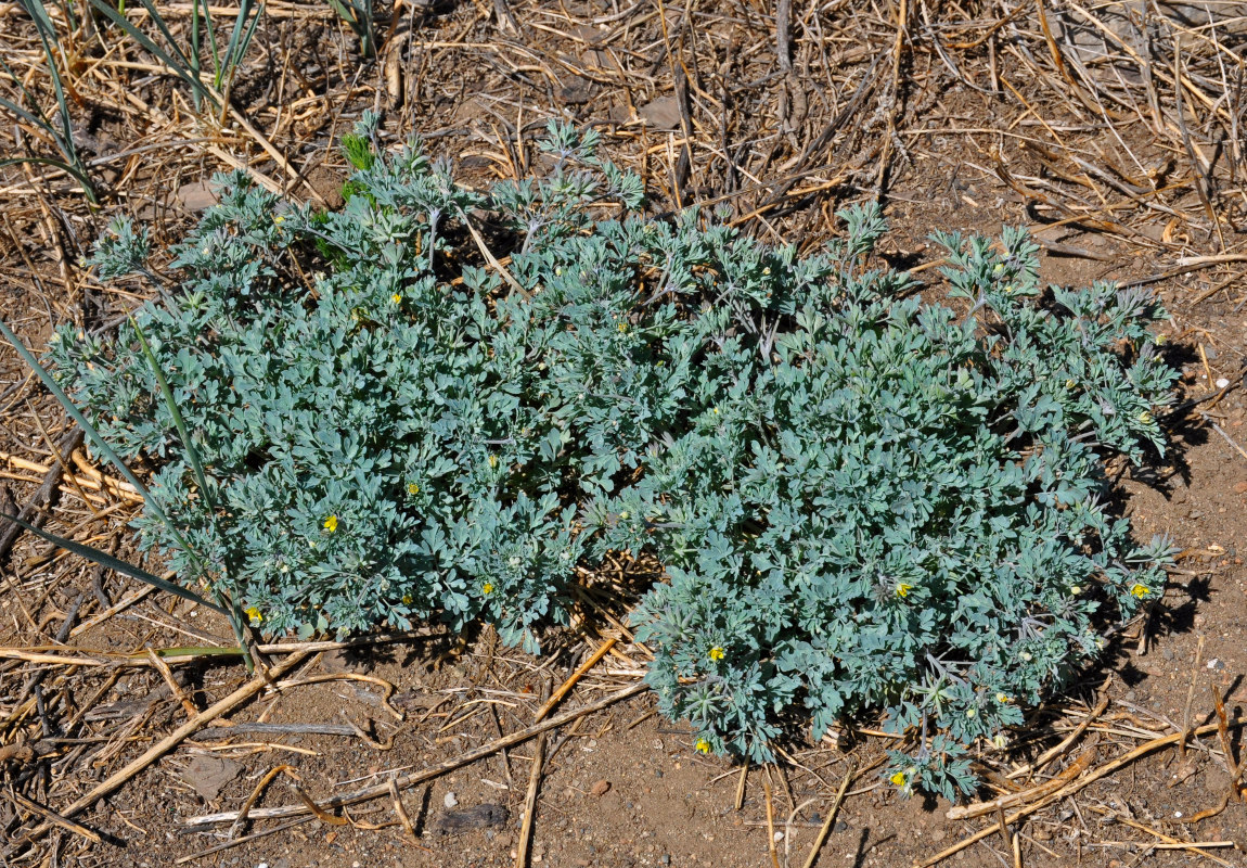 Image of Leptopyrum fumarioides specimen.