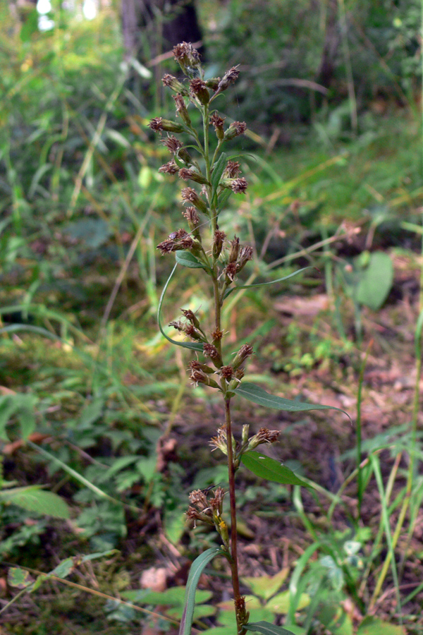 Изображение особи Solidago virgaurea.