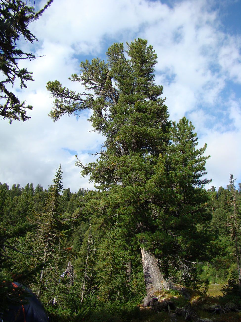 Image of Pinus sibirica specimen.