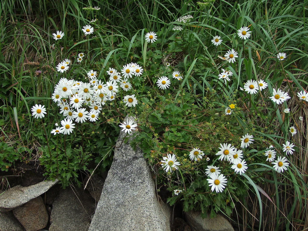 Изображение особи Arctanthemum arcticum.