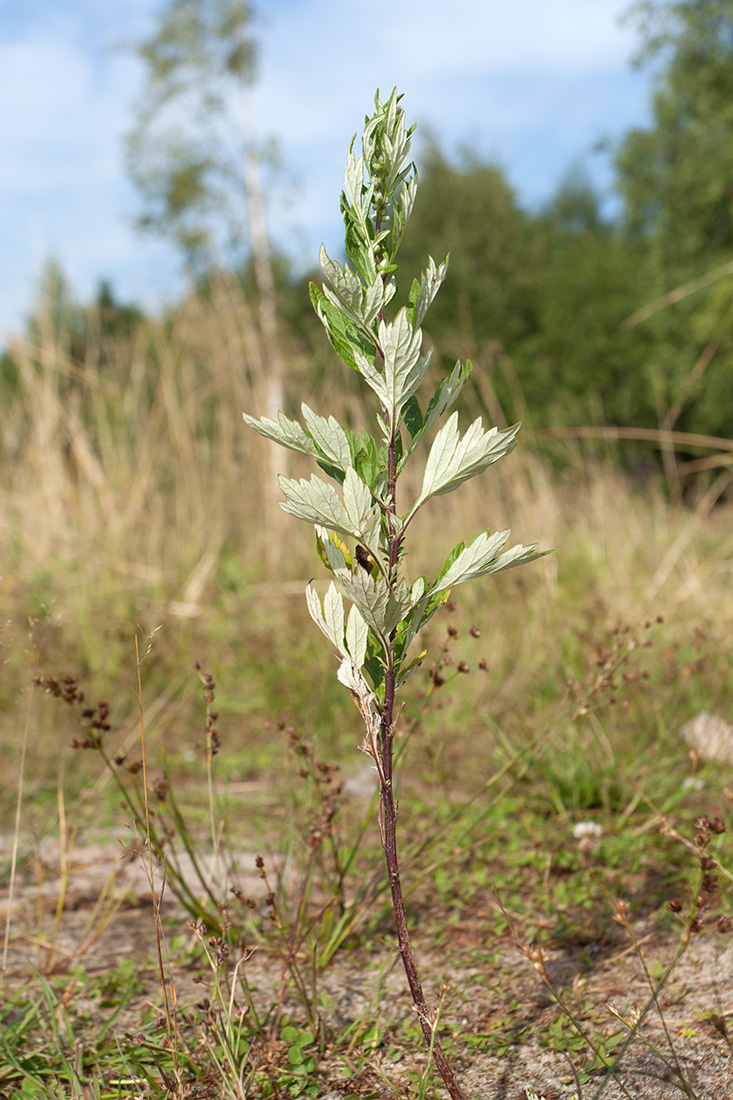 Изображение особи Artemisia vulgaris.