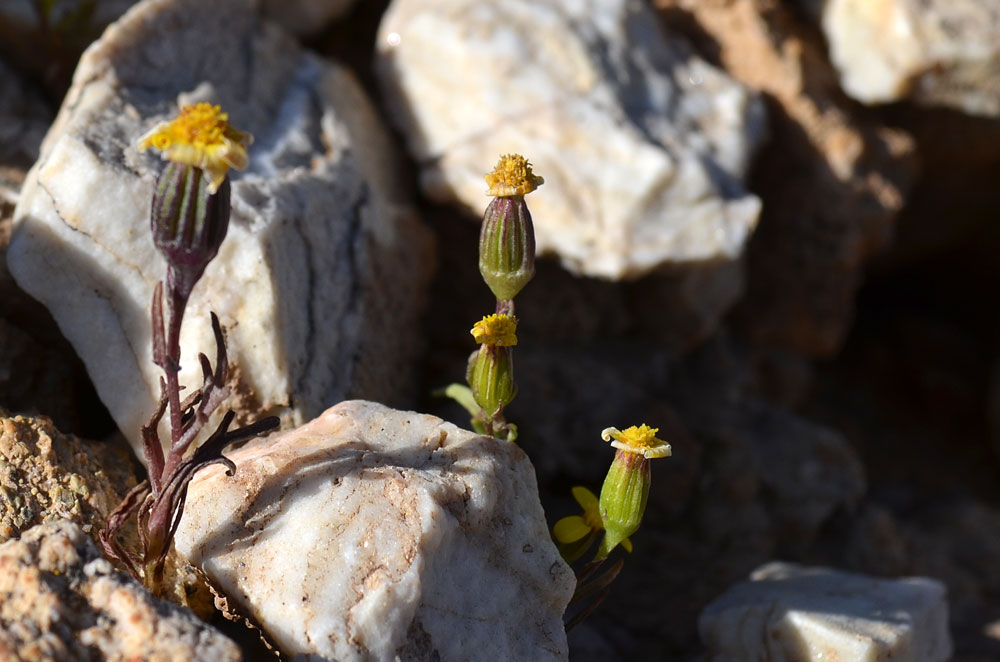 Image of Senecio krascheninnikovii specimen.