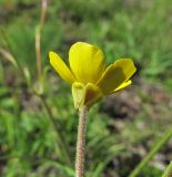 Ranunculus balkharicus. Цветок (вид сбоку). Кабардино-Балкария, Эльбрусский р-н, долина р. Ирик, ок. 2600 м н.у.м., субальпийский луг. 13.07.2016.