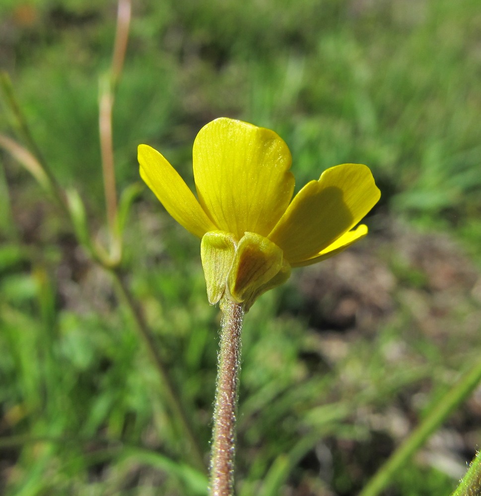 Image of Ranunculus balkharicus specimen.