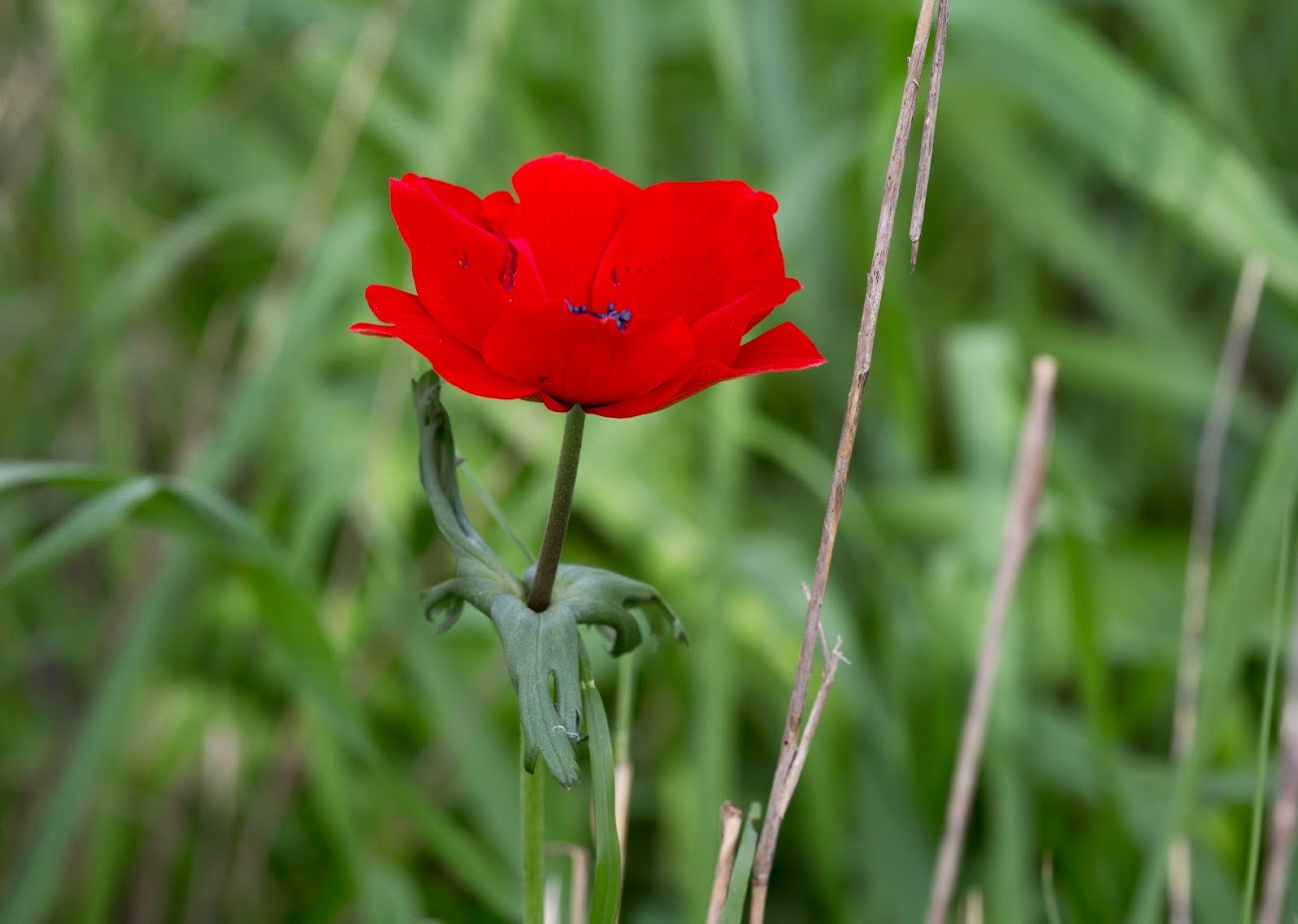 Image of Anemone coronaria specimen.