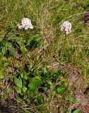 Valeriana alpestris