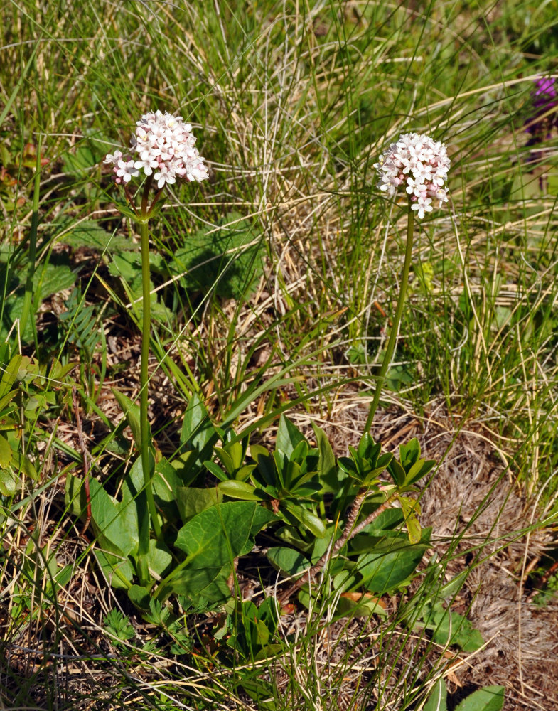 Image of Valeriana alpestris specimen.