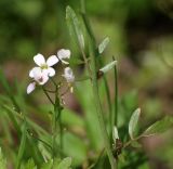 Cardamine uliginosa. Соцветие с цветками и завязавшимися плодами и часть побега с молодыми листьями. Северная Осетия, нижняя часть Куртатинского ущелья. 06.05.2010.