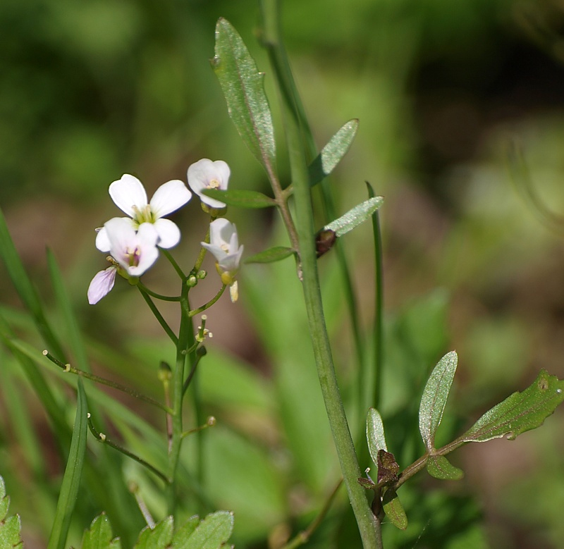 Изображение особи Cardamine uliginosa.