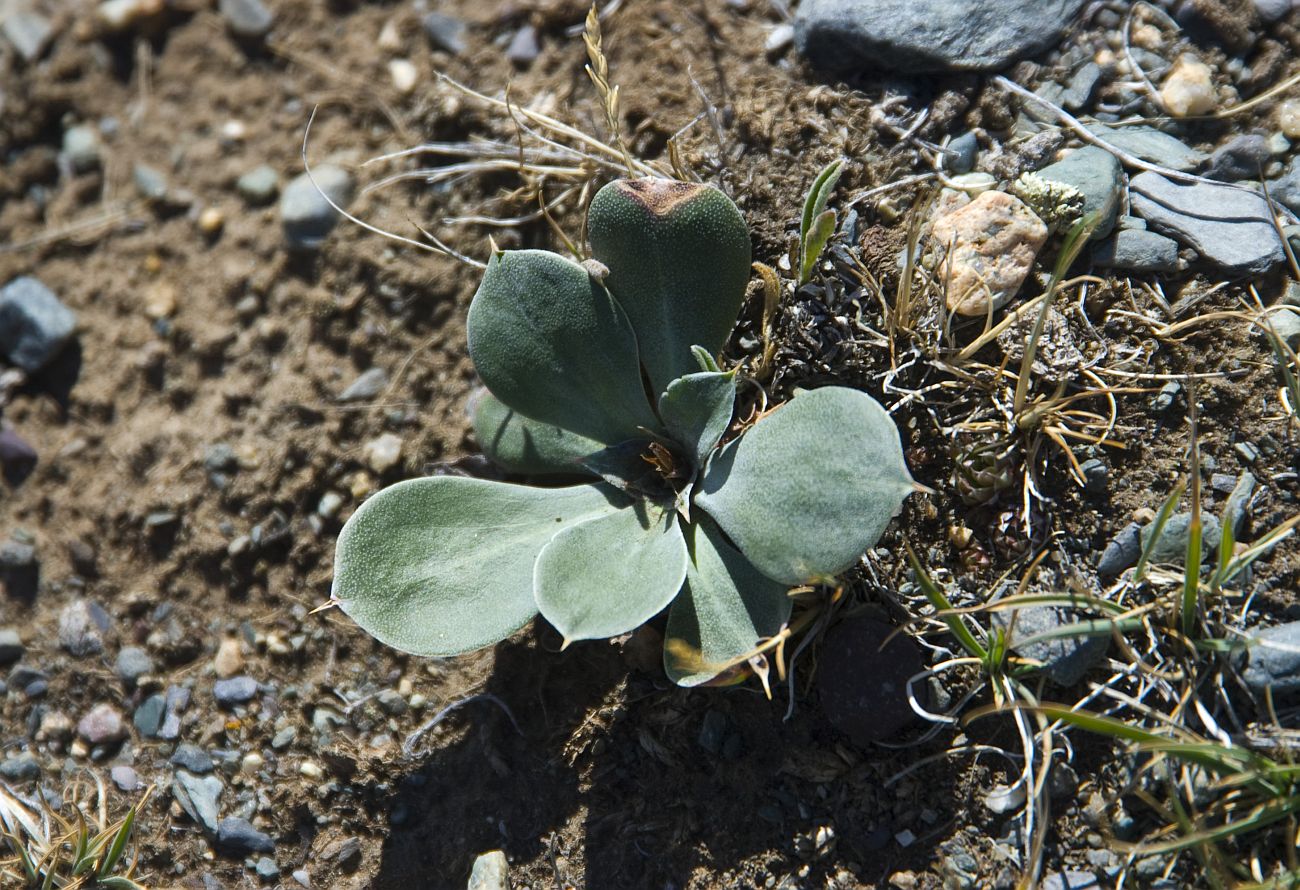 Изображение особи Goniolimon speciosum.