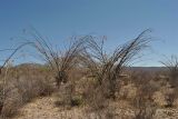 Fouquieria splendens