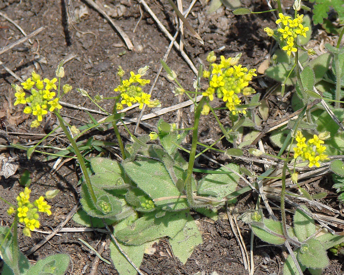 Image of Draba nemorosa specimen.