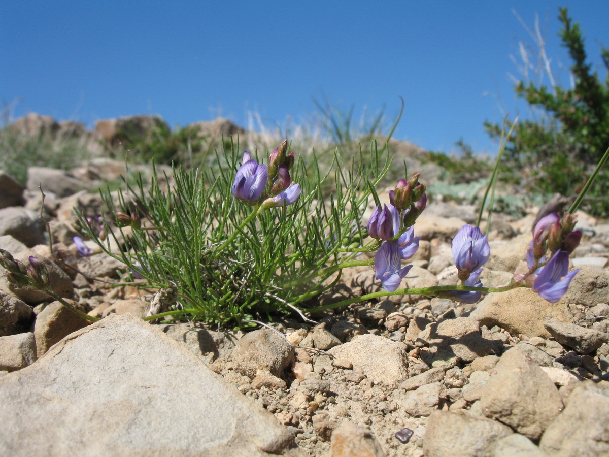 Изображение особи Astragalus nematodes.