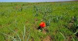 Tulipa greigii