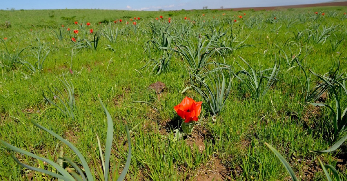 Image of Tulipa greigii specimen.
