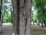 Robinia pseudoacacia