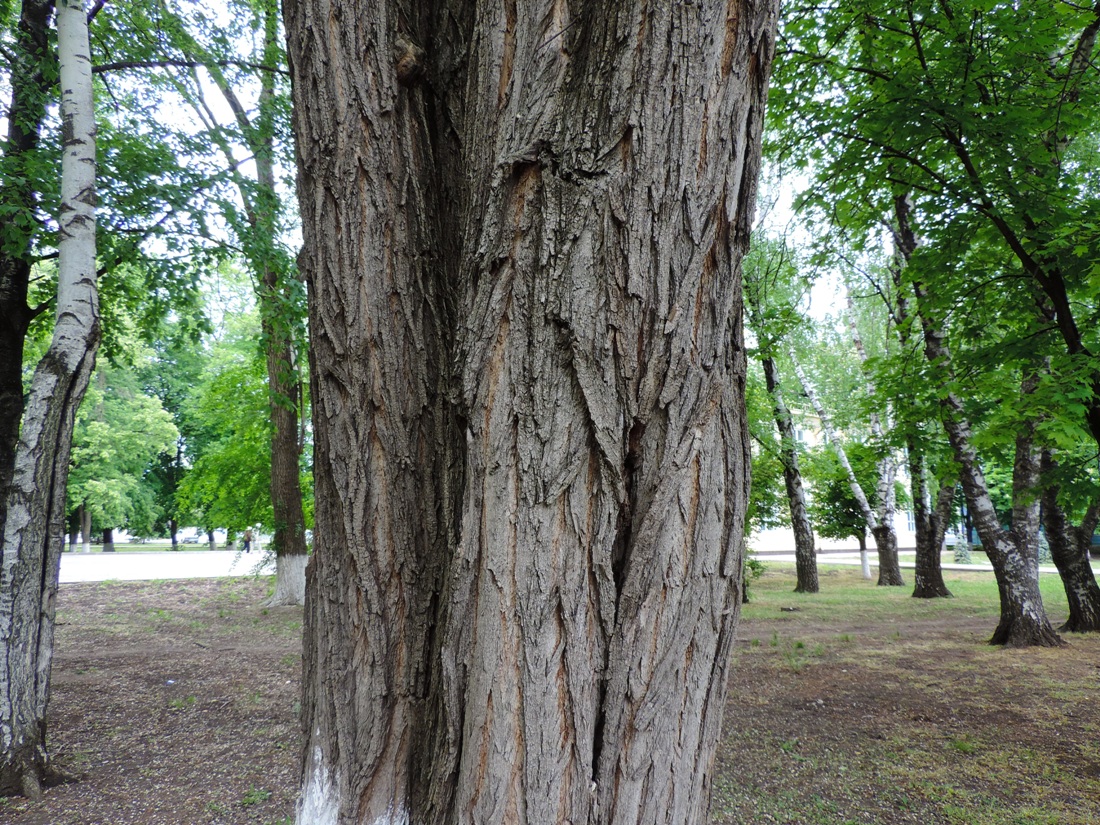 Изображение особи Robinia pseudoacacia.