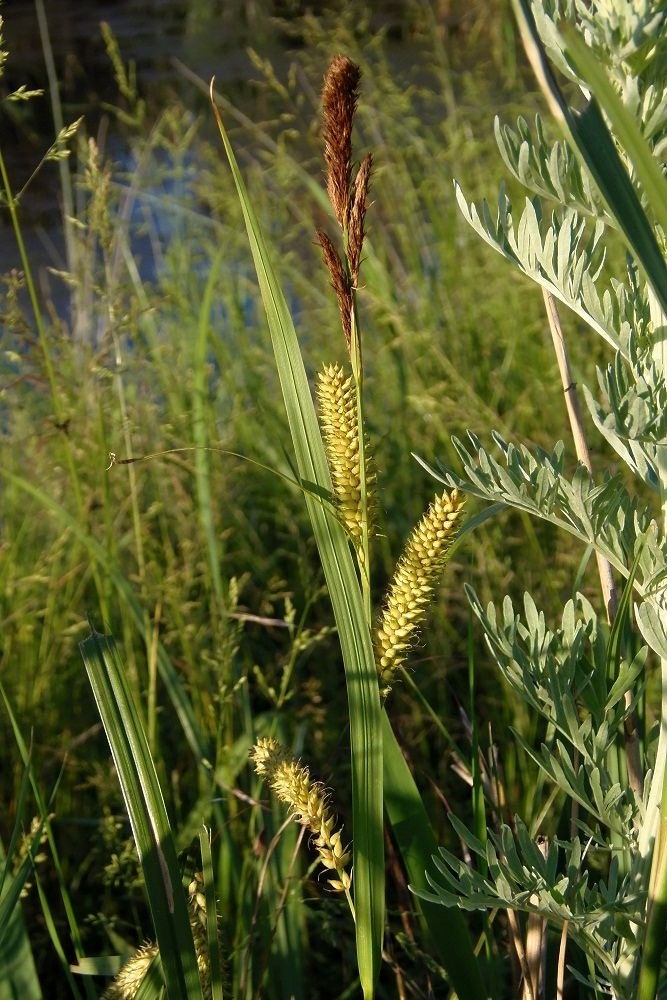 Image of Carex riparia specimen.