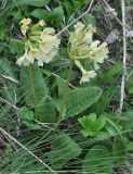 Primula cordifolia. Цветущие растения. Грузия, Казбегский муниципалитет, окраина с. Степанцминда, зап. склон горы Куро, травянистый склон. 21.05.2018.