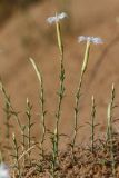 Dianthus squarrosus. Цветущие растения. Ростовская обл., Верхнедонской р-н, окр. хут. Морозовский, ур. Большие Буруны. 01.07.2018.