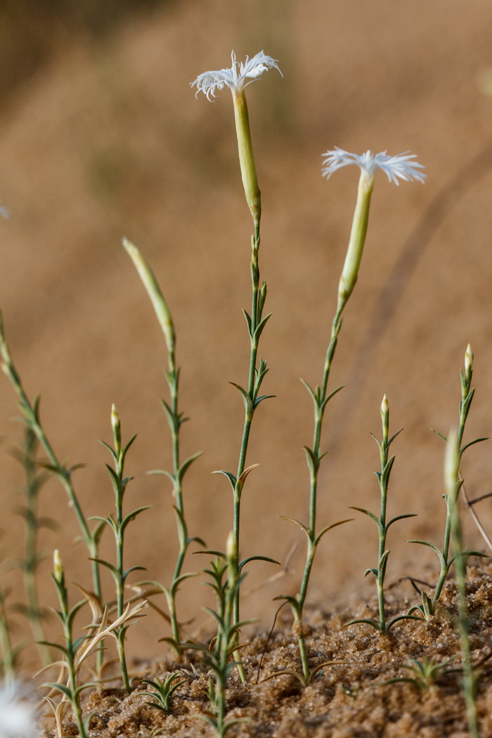 Изображение особи Dianthus squarrosus.