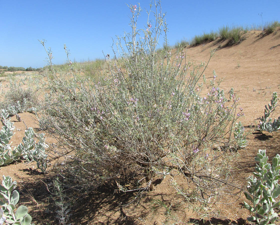 Изображение особи Astragalus hyrcanus.