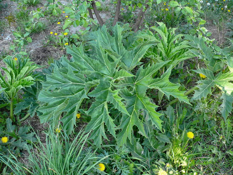 Image of Heracleum mantegazzianum specimen.