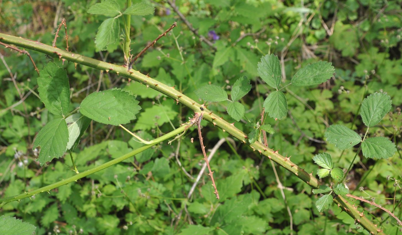 Изображение особи род Rubus.