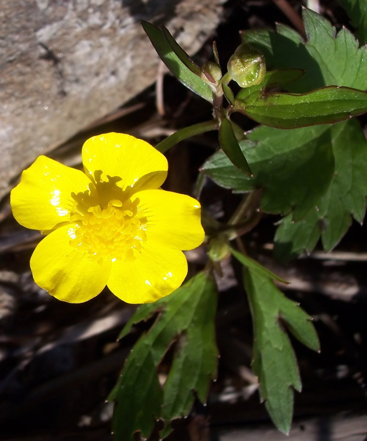 Image of Ranunculus repens specimen.