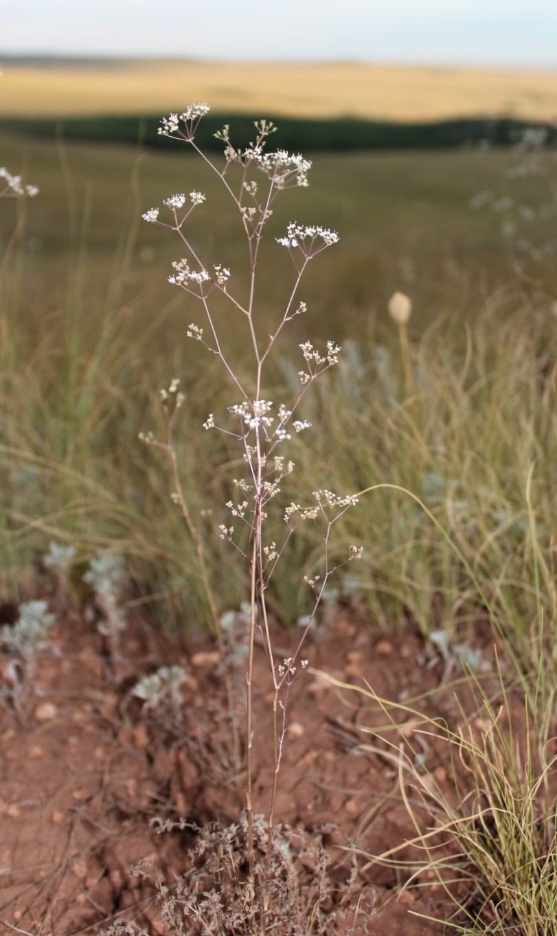 Изображение особи Palimbia defoliata.