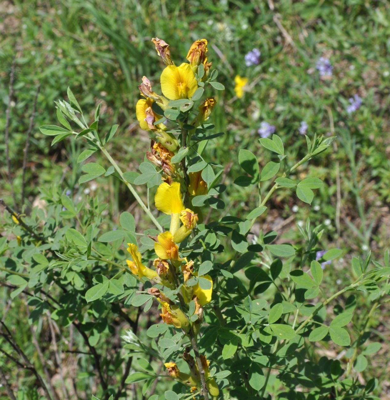 Изображение особи Chamaecytisus ruthenicus.