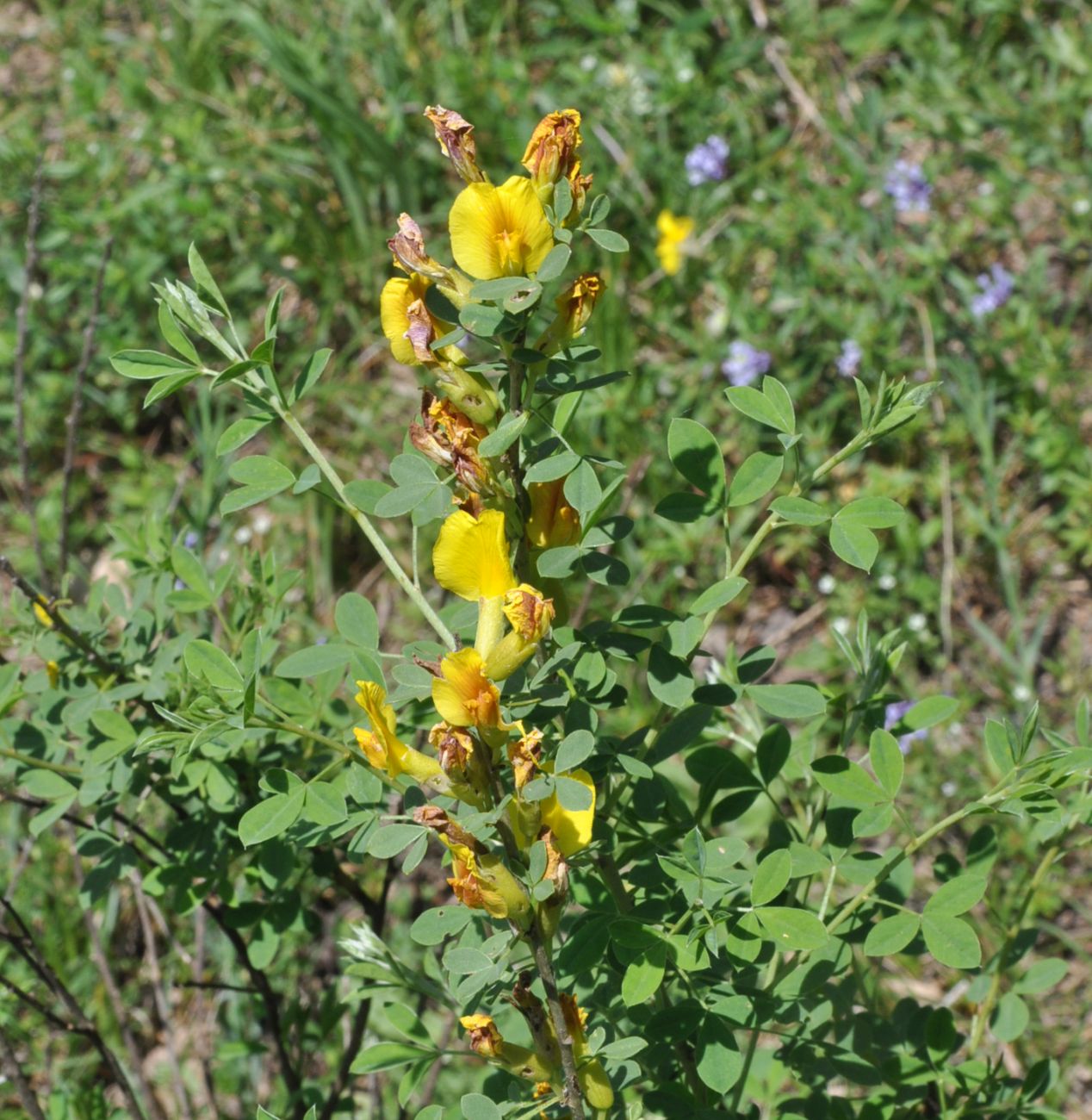 Изображение особи Chamaecytisus ruthenicus.