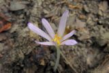 Colchicum umbrosum