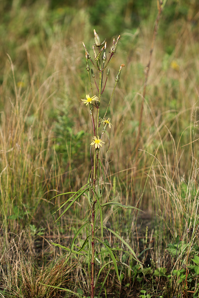 Изображение особи Scorzonera albicaulis.