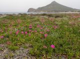 Carpobrotus acinaciformis