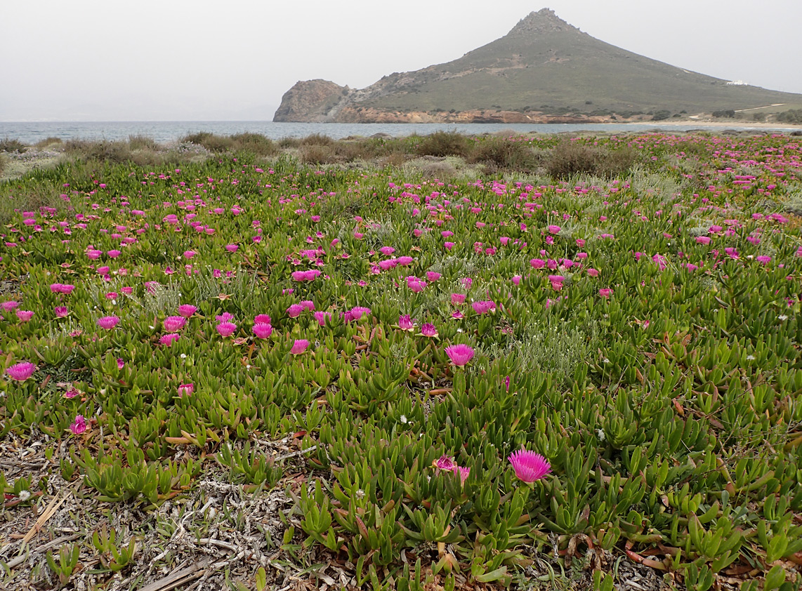 Изображение особи Carpobrotus acinaciformis.