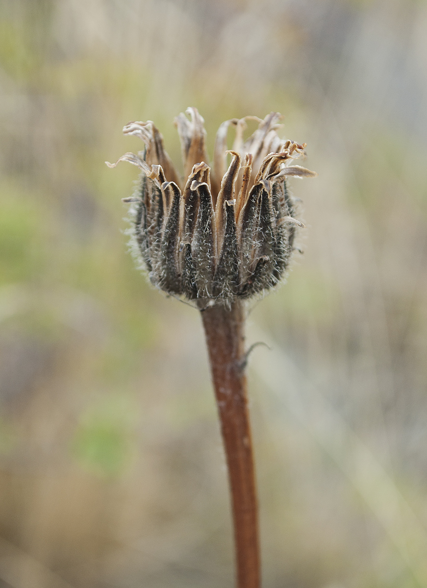 Image of Trommsdorffia maculata specimen.